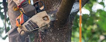  , USA Tree Removal Pros